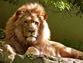 Lion singa